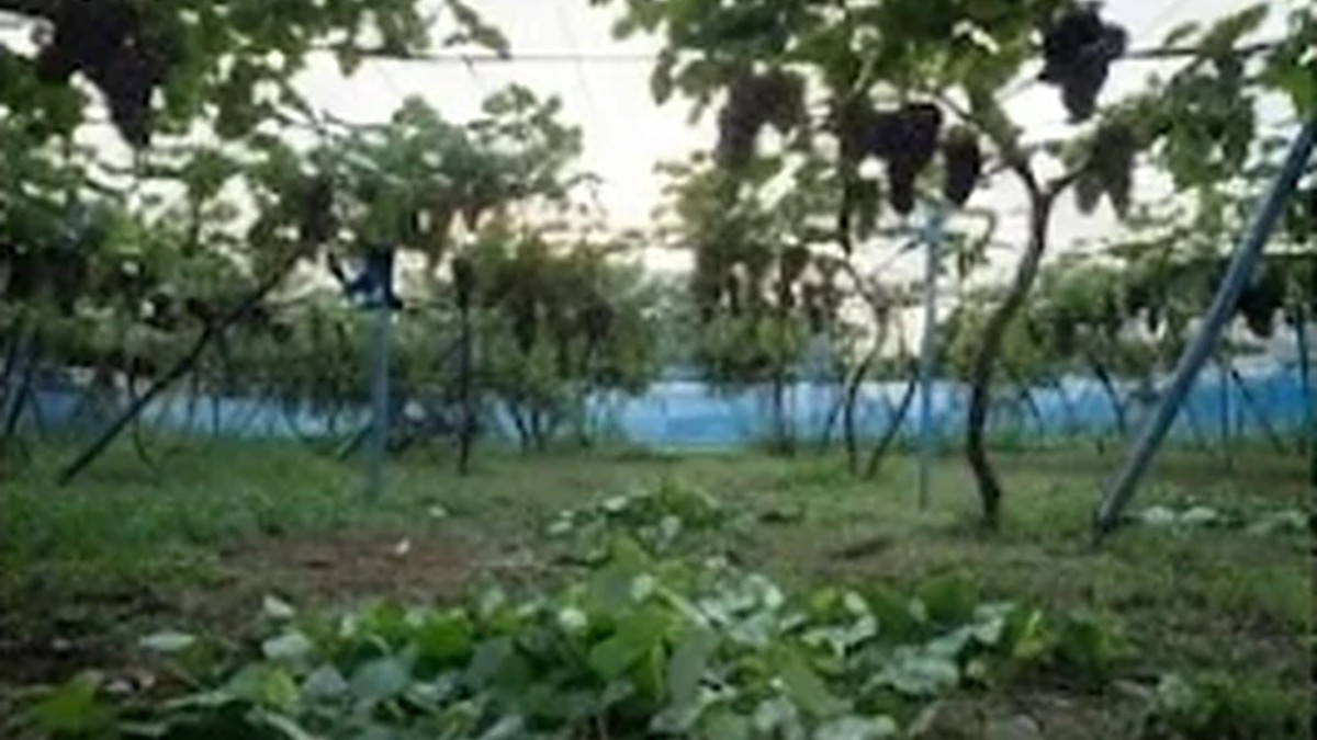 房がなくなったぶどう棚